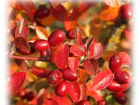 Berberis