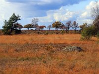 Ölands savann  Grönvik, Öland
