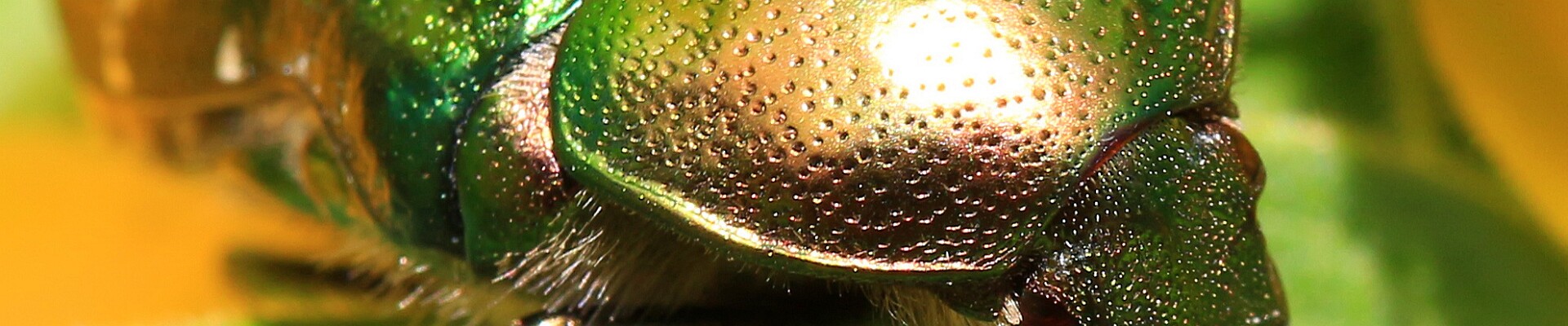 Klicka för att visa eller dölja knapparna