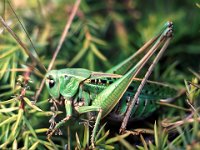 Vårtbitare  Bilden tagen 1968 med Pentax Spotmatic, normalobjektiv och mellanringar.