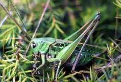 28: 02-16 Vårtbitare Djupvik_ed_aish-GP-5000w