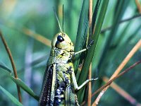 Gräshoppa  Bilden tagen 1968 med Pentax Spotmatic, normalobjektiv och mellanringar.
