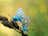 Parande Blåvingar  Bilden tagen 1968 med Pentax Spotmatic, normalobjektiv och mellanringar.