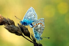 10: 02-23 Parande Blåvingar_ed_crop_ny