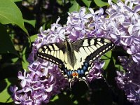 Makaonfjäril  Öland