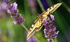 5: BR7_0666_ed_ctw_aish