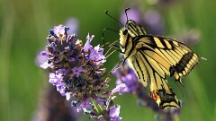 2: BR7_0680_ed_ctw2560_aish