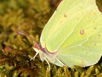 Citronfjäril  Alldeles nykläckt den 23 mars!