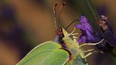 31: IMG_1590_ed_ctw_aish