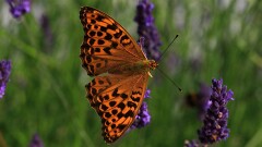 7: IMG_1700_ed_ctw_aish