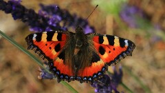 32: IMG_1718_ed_ctw_aish