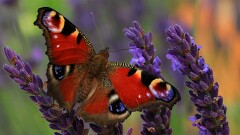 23: IMG_1881_ed_ctw_aish