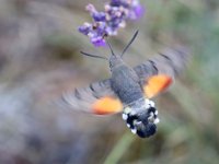 Större dagsvärmare  Större dagsvärmare - Hummingbird Hawk-moth. Djupvik, Öland 2022.