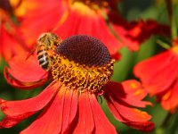 Kungligt bi  Bi från Soliden, Öland!