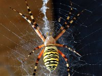 Getingspindel  Nyinvandrad till Sverige!