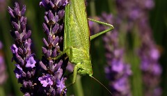 33: IMG_7566_ed_aish_ct