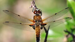 34: IMG_8835_ed_aish_ctw