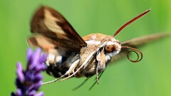 3: IMG_9863_ed_ctw_aish