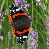 15: PXL_20230815_134329418.MP_ed_ct_aish