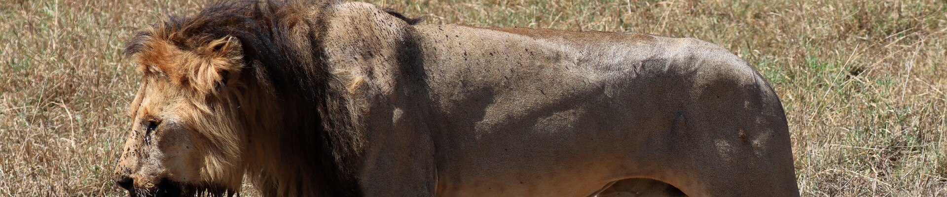 Klicka för att visa eller dölja knapparna