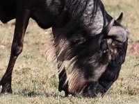 Gnu, strimmig gnu (Connochaetes taurinus) Blue wildebeest  Masai Mara National Reserve, Kenya, 2023.