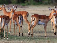 Impala (antilop) (Aepyceros melampus)  Masai Mara National Reserve, Kenya, 2023.