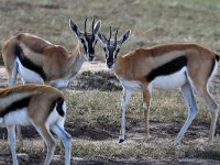 Thomsongasell (Gazella thomsoni) Thomson's gazelle  Masai Mara National Reserve, Kenya, 2023.