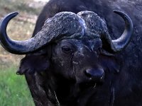Afrikansk buffel (Syncerus caffer) Cape Buffel  Masai Mara National Reserve, Kenya, 2023.