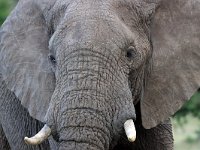 Afrikansk elefant (Loxodonta africana) African elephant  Masai Mara National Reserve, Kenya, 2023.