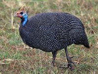 Hjälmpärlhöna (Numida meleagris) Helmeted guineafowl  Masai Mara National Reserve, Kenya, 2023.