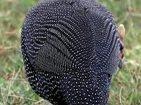 Hjälmpärlhöna (Numida meleagris) Helmeted guineafowl  Masai Mara National Reserve, Kenya, 2023.