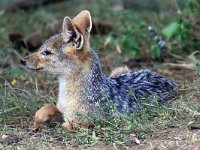 Schakal (Lupulella mesomelas) Black-backed jackal  Masai Mara National Reserve, Kenya, 2023.