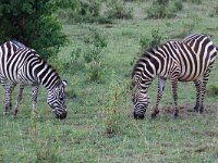 Zebror, Stäppzebra (Equus quagga) Plains zebra  Masai Mara National Reserve, Kenya, 2023.