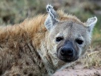 Fläckig hyena (Crocuta crocuta) Hyena  Masai Mara National Reserve, Kenya, 2023.