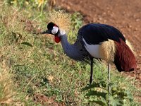 Grå krontrana (Balearica regulorum) Grey crowned crane  Masai Mara National Reserve, Kenya, 2023.