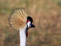 Grå krontrana (Balearica regulorum) Grey crowned crane  Masai Mara National Reserve, Kenya, 2023.