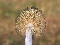 Grå krontrana (Balearica regulorum) Grey crowned crane  Masai Mara National Reserve, Kenya, 2023.