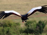 Grå krontrana (Balearica regulorum) Grey crowned crane  Masai Mara National Reserve, Kenya, 2023.