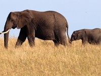 Afrikanska elefanter (Loxodonta africana) African elephants  Masai Mara National Reserve, Kenya, 2023.