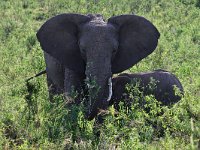Afrikanska elefanter (Loxodonta africana) African elephants  Masai Mara National Reserve, Kenya, 2023.