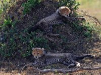 Gepardungar (Acinonyx jubatus) Cheetah cubs  Masai Mara National Reserve, Kenya, 2023.