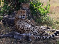 Gepardhona med 4 ungar (Acinonyx jubatus) Cheetah with 4 cubs  Masai Mara National Reserve, Kenya, 2023.