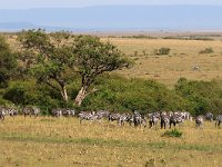 Stäppzebror (Equus quagga) Plains zebra  Masai Mara National Reserve, Kenya, 2023.