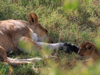 Lejonhona med unge (Panthera leo) Lion with cub  Masai Mara National Reserve, Kenya, 2023.