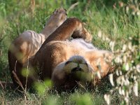 Slappande lejon! (Panthera leo) Relaxing lion!  Masai Mara National Reserve, Kenya, 2023.