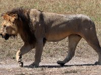 Lejonhane, äldre (Panthera leo) Lion  Masai Mara National Reserve, Kenya, 2023.