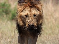 Lejonhane, äldre (Panthera leo) Lion  Masai Mara National Reserve, Kenya, 2023.