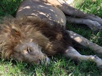 Slappande Lejonhane  (Panthera leo) Relaxing lion, male  Masai Mara National Reserve, Kenya, 2023.