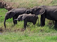 Afrikanska unga elefanter (Loxodonta africana) African young elephants  Masai Mara National Reserve, Kenya, 2023.