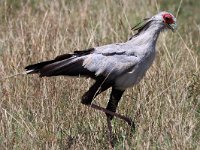 Sekreterarfågel (en rovfågel) (Sagittarius serpentarius) Secretarybird (bird of prey)  Masai Mara National Reserve, Kenya, 2023.